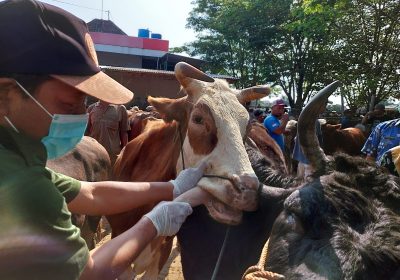 Antisipasi PMK, Polres Klaten Bersama Dinas Terkait Lakukan Pengawasan Hewan Ternak 