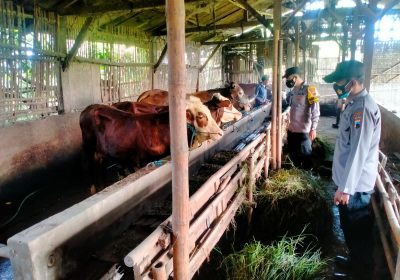 Jelang Hari Raya Idul Adha, Bhabinkamtibmas Monitoring PMK Dan Pencurian Hewan Ternak
