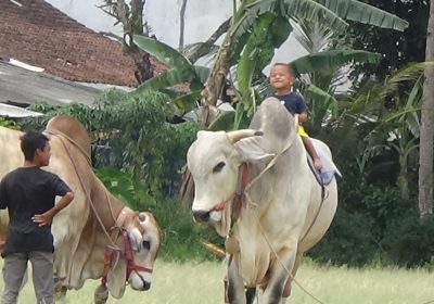 Hadapi Penyakit Kuku Dan Mulut, Peternak Diharapkan Rutin Periksa Hewan Ternak