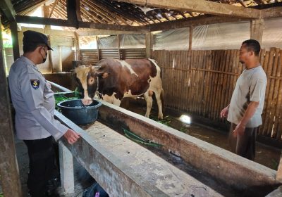 Antisipasi Virus PMK, Polres Banjarnegara Intensif Lakukan Pengecekan Sapi Kesejumlah Peternak