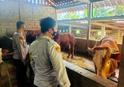 Antisipasi Virus PMK, Polres Banjarnegara Intensif Lakukan Pengecekan Sapi Kesejumlah Peternak