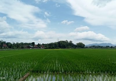 Gapoktan Tani Manunggal Desa Tumpukan Karangdowo Mendapat Bantuan Program IP 400 Dari Kementan